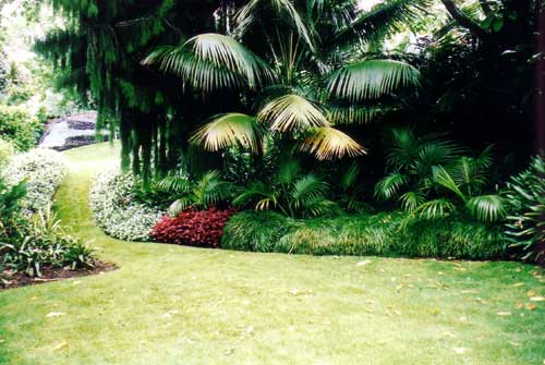 Tropical Garden